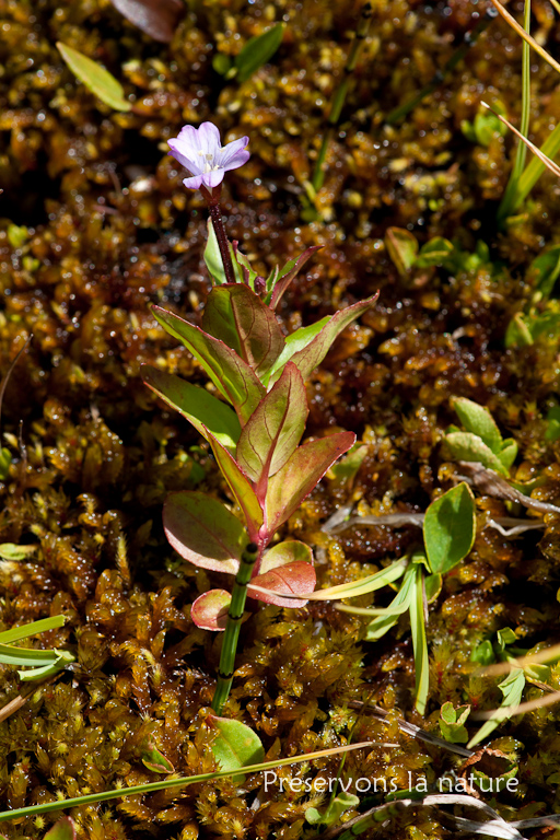 Epilobium anagallidifolium Lam., Onagraceae 