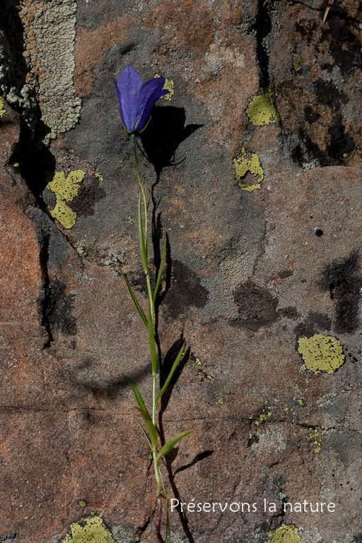 Campanula scheuchzeri Vill., Campanulaceae 