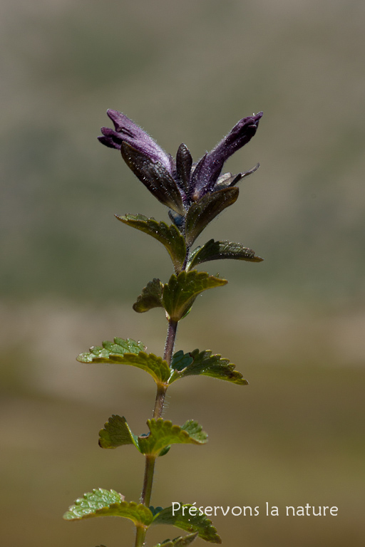 Bartsia alpina L., Orobanchaceae 