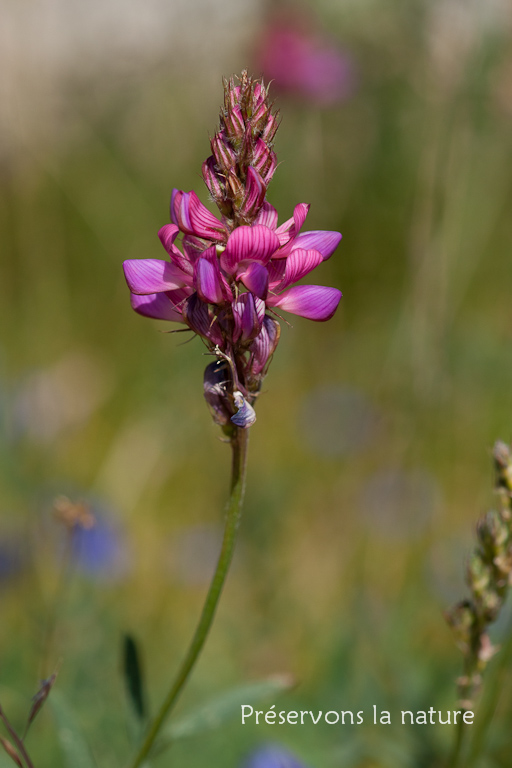 Fabaceae, Onobrychis viciifolia subsp. montana (DC.) Gams 