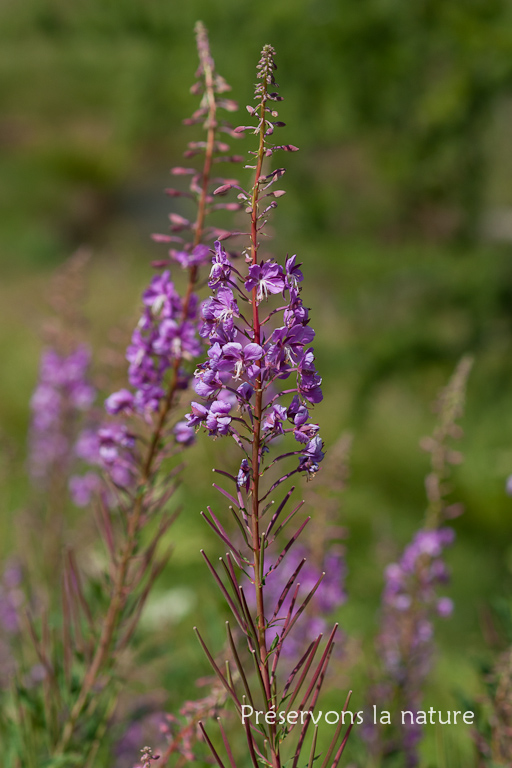 Epilobium angustifolium L., Onagraceae 