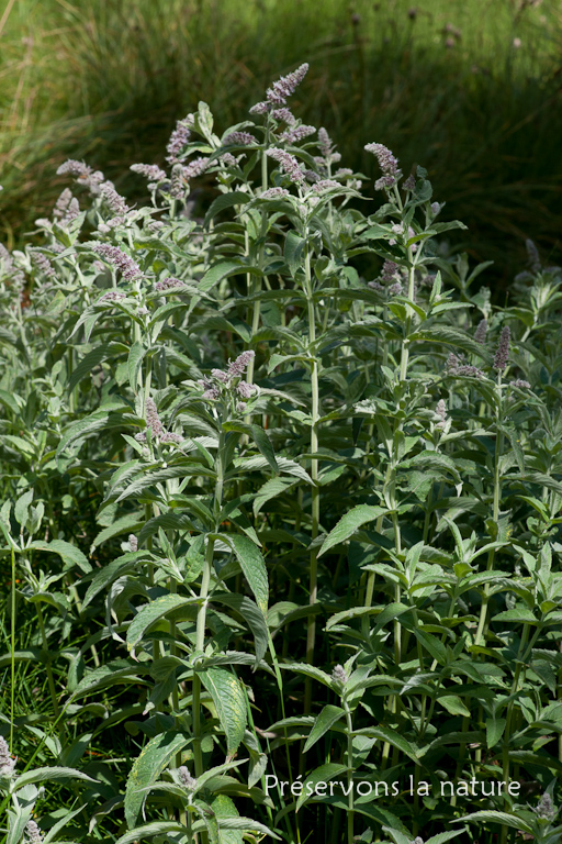 Lamiaceae, Mentha longifolia (L.) Huds. 