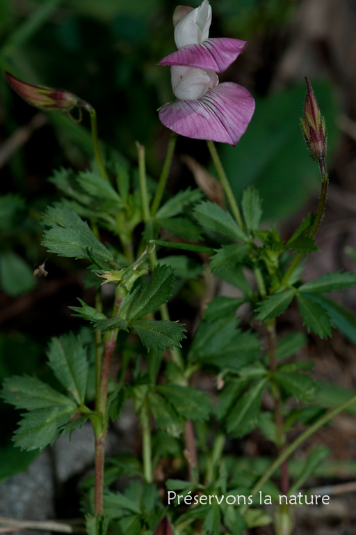 Fabaceae, Ononis cristata Mill. 