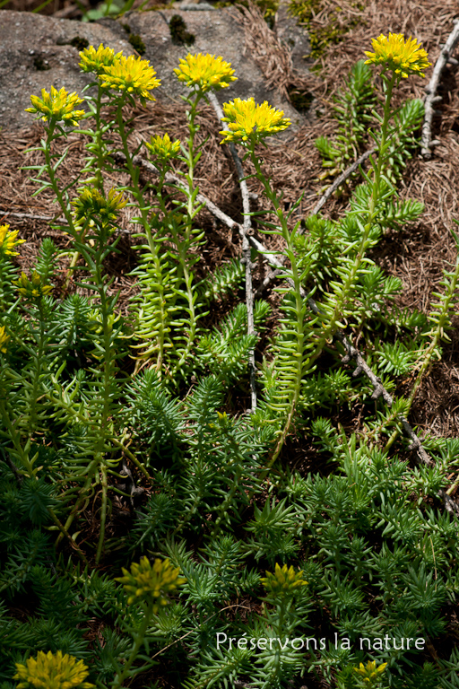 Crassulaceae, Sedum montanum Perrier & Songeon 