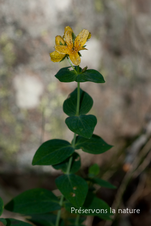 Hypericaceae, Hypericum richeri Vill. 