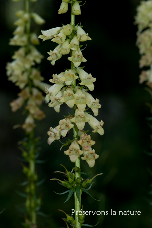 Digitalis lutea L., Plantaginaceae 