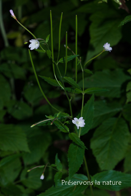 Epilobium montanum L., Onagraceae 