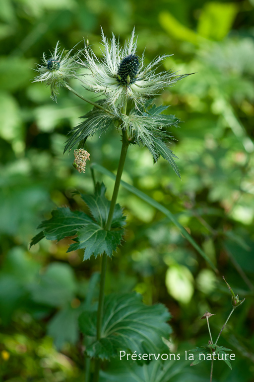 Apiaceae, Eryngium alpinum L. 