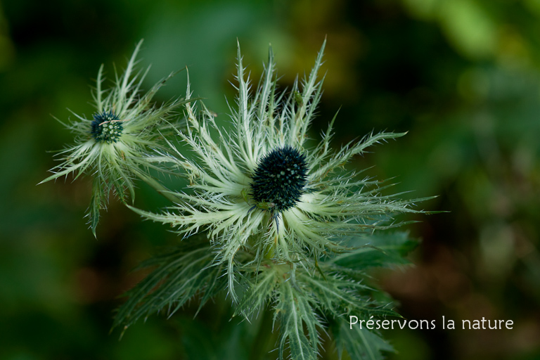 Apiaceae, Eryngium alpinum L. 