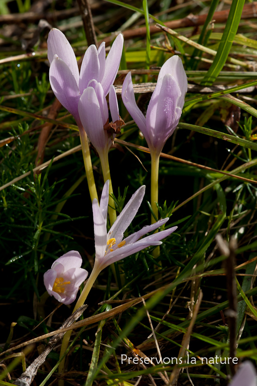 Colchicaceae, Colchicum alpinum DC. 