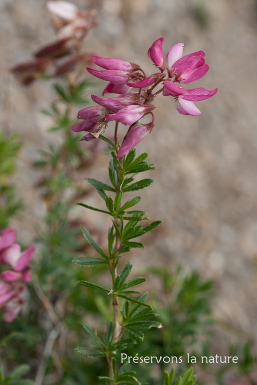 Fabaceae, Ononis fruticosa L. 