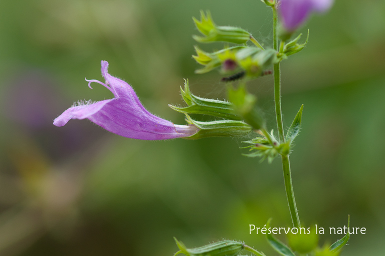 Clinopodium grandiflorum (L.) Kuntze, Lamiaceae 