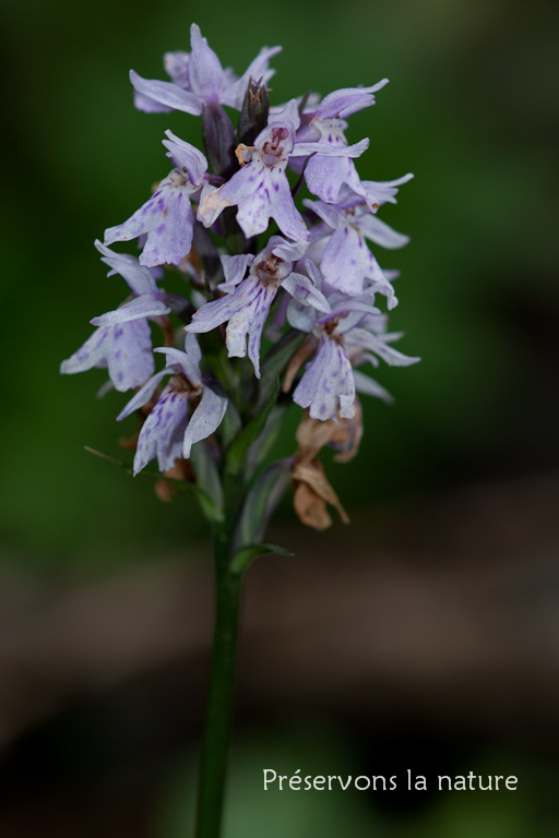 Dactylorhiza maculata (L.) Soó, Orchidaceae 