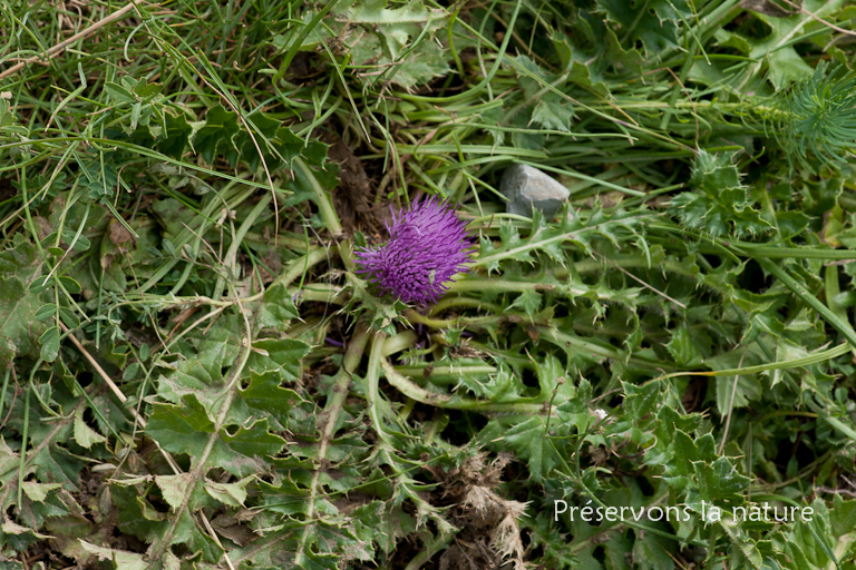 Asteraceae, Cirsium acaule Scop. 