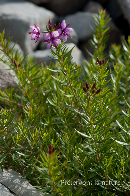 Epilobium dodonaei subsp. fleischeri (Hochst.) Schinz & Thell., Onagraceae 