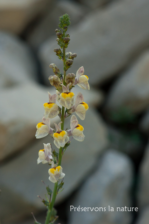 Linaria repens (L.) Mill., Plantaginaceae 