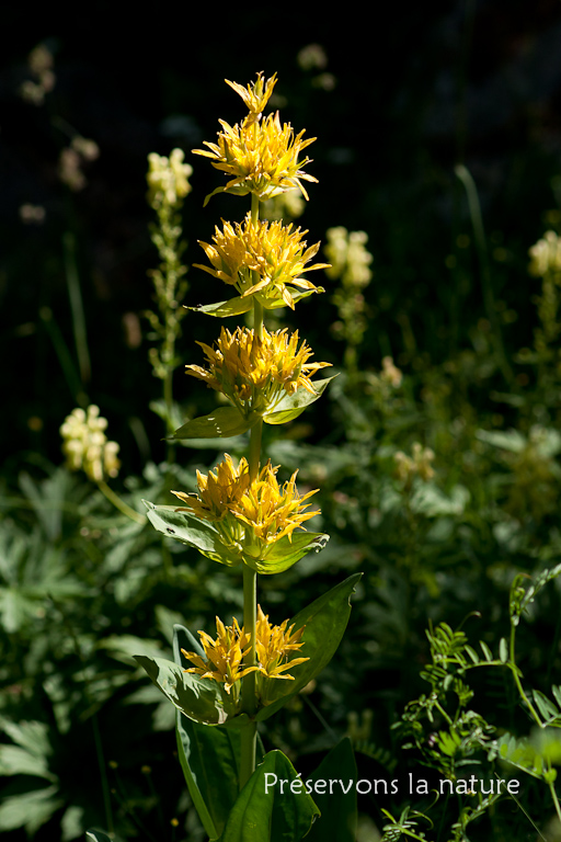 Gentiana lutea L., Gentianaceae 