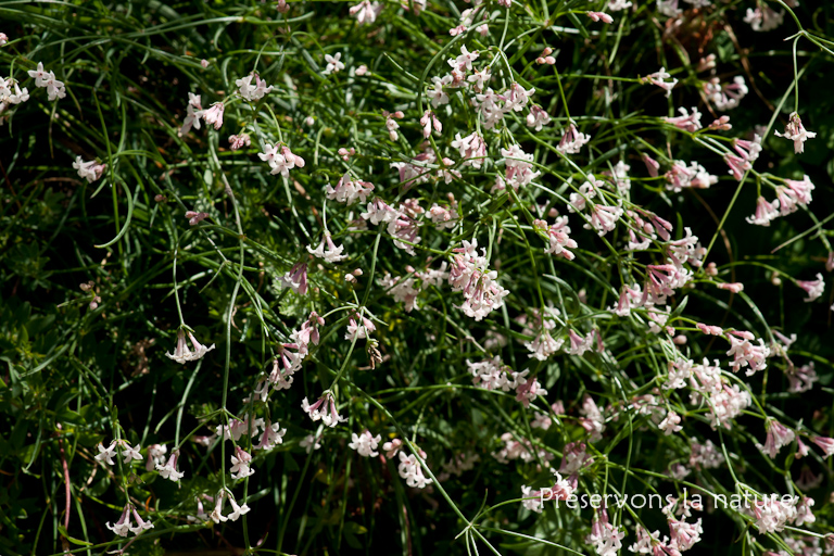 Asperula cynanchica L., Rubiaceae 