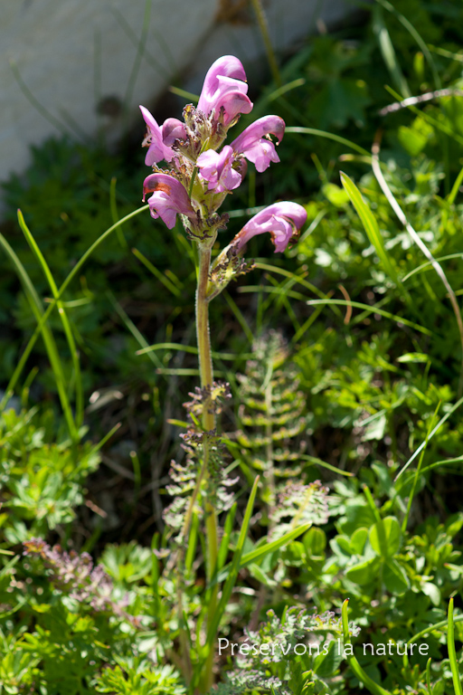 Orobanchaceae, Pedicularis gyroflexa Vill. 