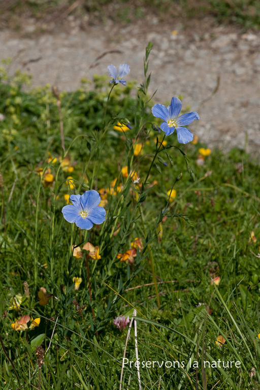 Linaceae, Linum alpinum Jacq. 