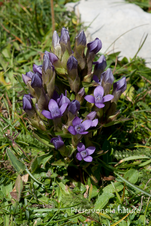 Gentianaceae, Gentianella campestris (L.) Börner subsp. campestris 