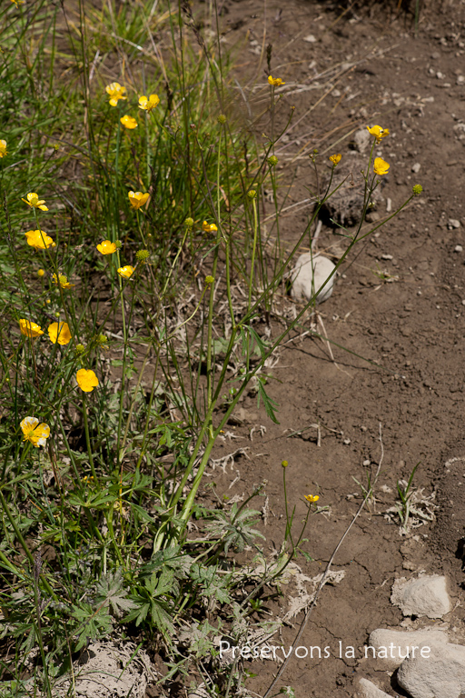 Ranunculaceae, Ranunculus aduncus Gren. 