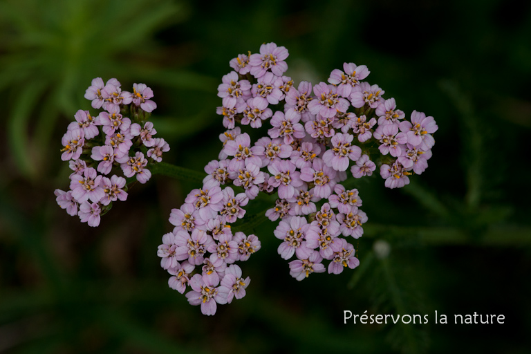 Achillea millefolium L., Asteraceae 