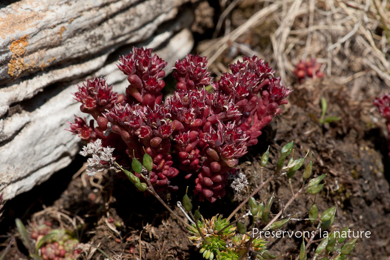 Crassulaceae, Sedum atratum L. 