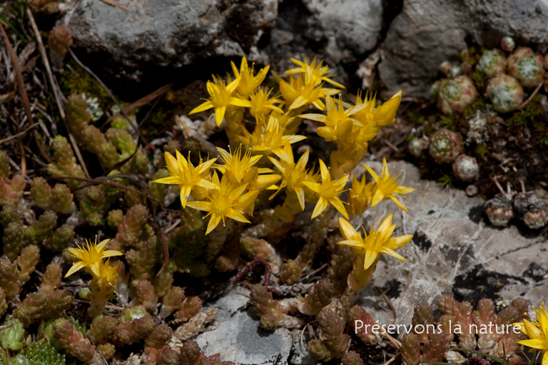 Crassulaceae, Sedum acre L. 