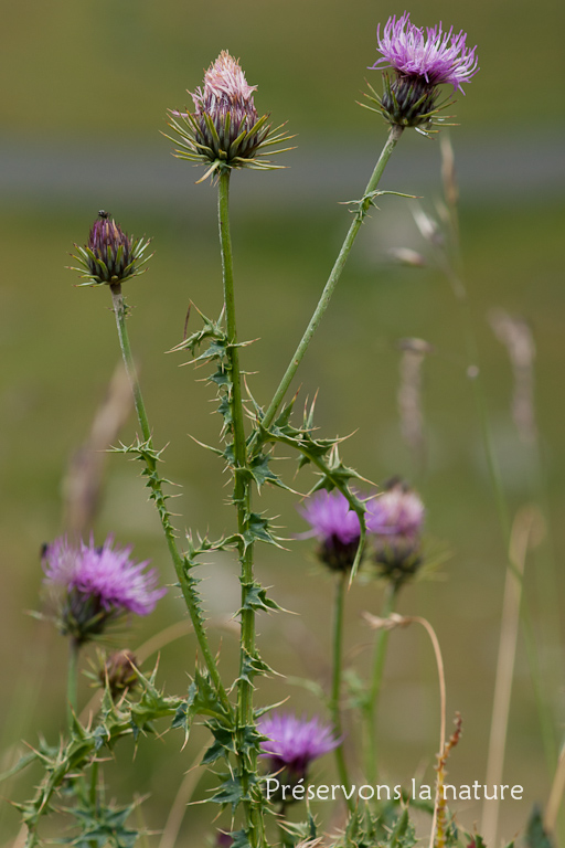 Asteraceae, Carduus carlinifolius Lam. 