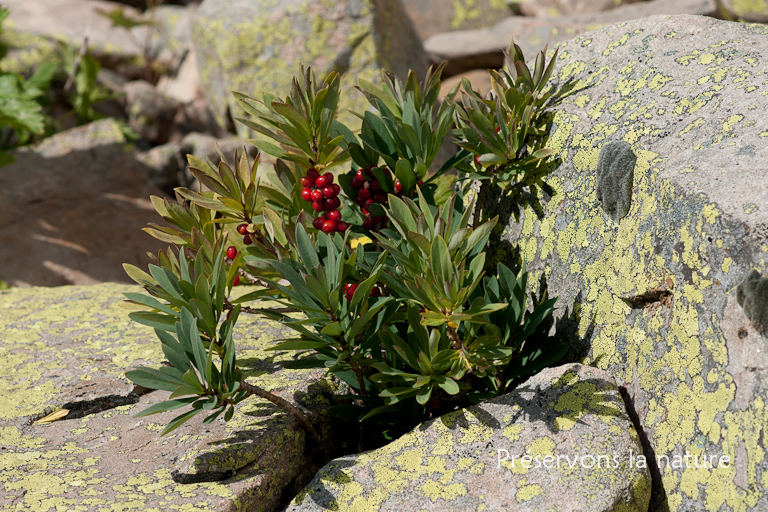 Daphne mezereum L., Thymelaeaceae 