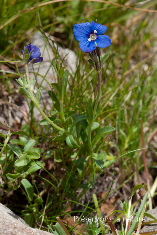 Plantaginaceae, Veronica fruticans Jacq. 