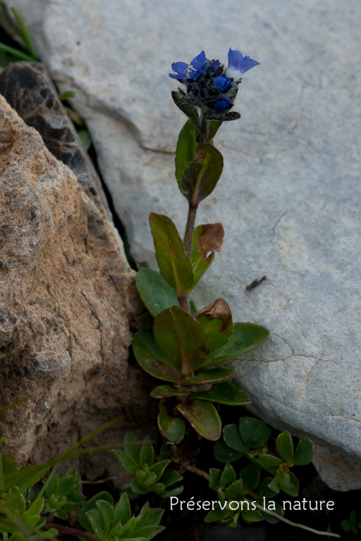 Plantaginaceae, Veronica alpina L. 