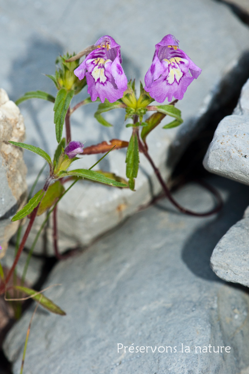 Galeopsis ladanum subsp. angustifolia (Ehrh. ex Hoffm.) Schübler & G.Martens, Lamiaceae 