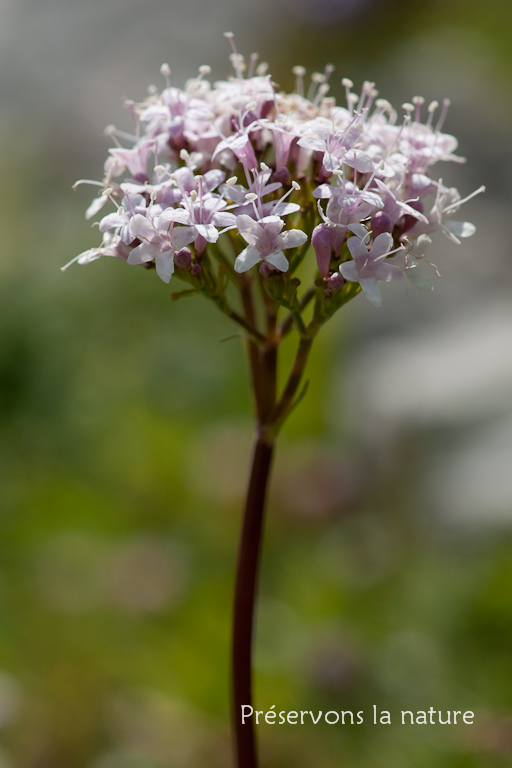 Caprifoliaceae, Valeriana montana L. 