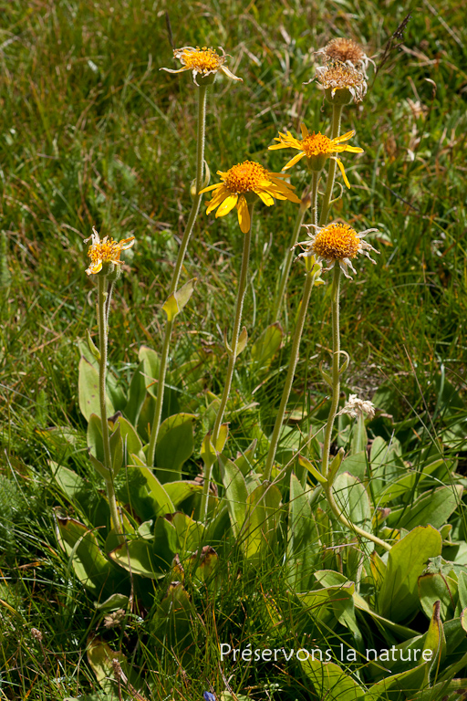 Asteraceae, Doronicum clusii (All.) Tausch 