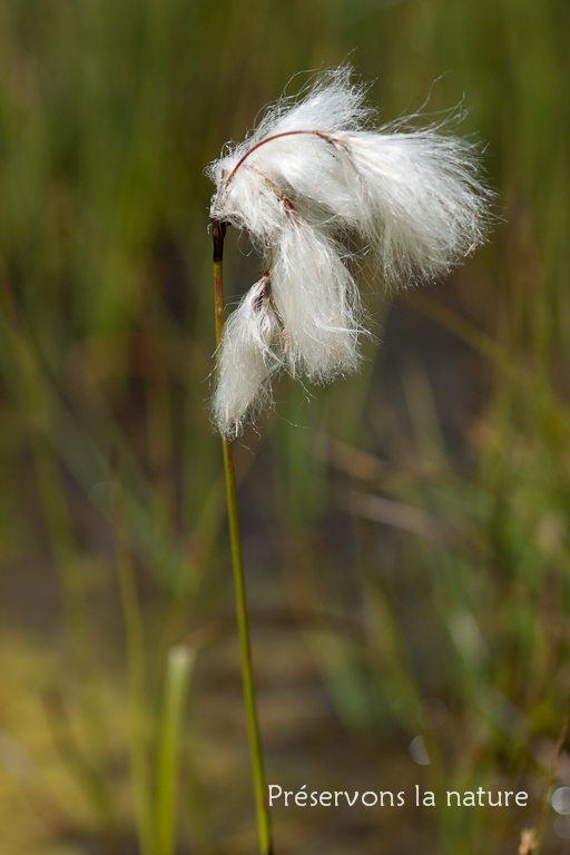 Cyperaceae, Eriophorum angustifolium Honck. 