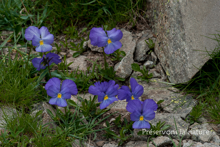 Viola calcarata L., Violaceae 