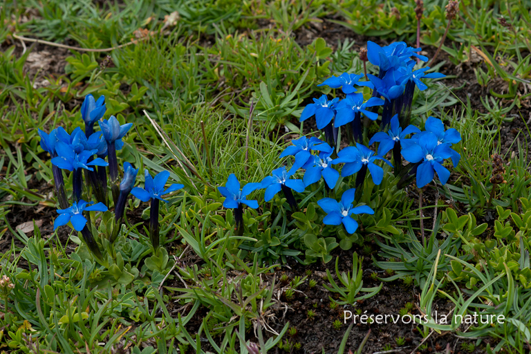 Gentiana brachyphylla Vill., Gentianaceae 