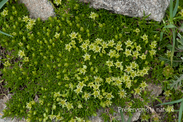 Caryophyllaceae, Minuartia sedoides (L.) Hiern 