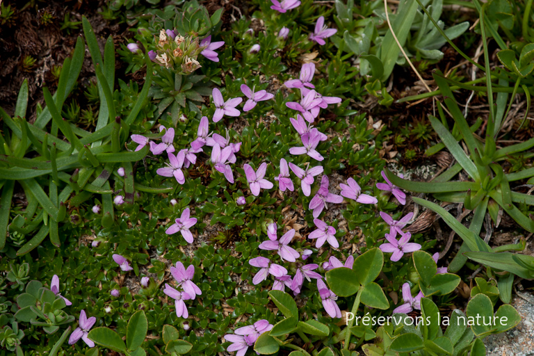 Caryophyllaceae, Silene acaulis subsp. exscapa (All.) Killias 