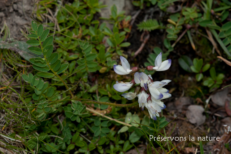 Astragalus alpinus L., Fabaceae 