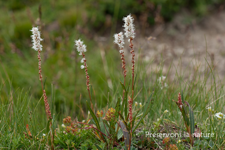 Persicaria vivipara (L.) Ronse Decr., Polyganaceae 