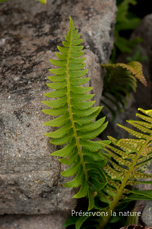 Dryopteridaceae, Polystichum lonchitis (L.) Roth 