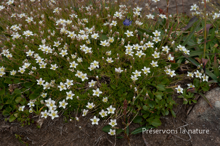 Saxifraga bryoides L., Saxifragaceae 