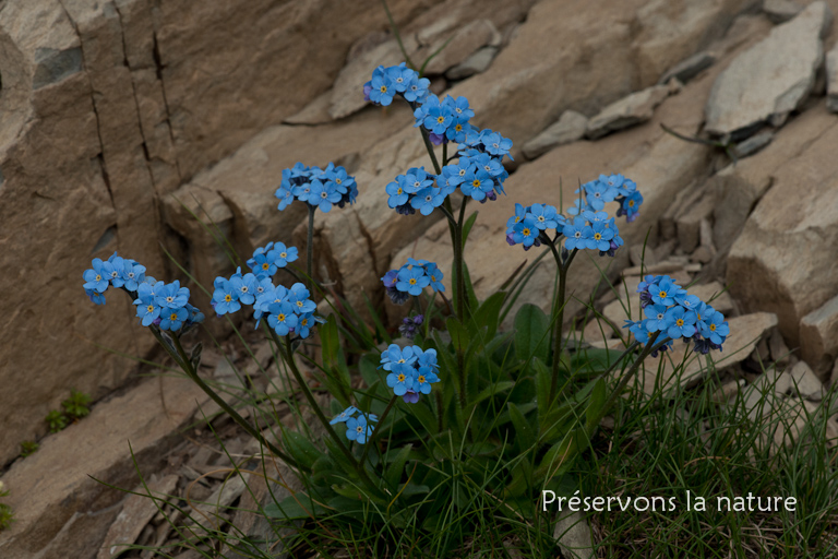 Boraginaceae, Myosotis alpestris F.W.Schmidt 