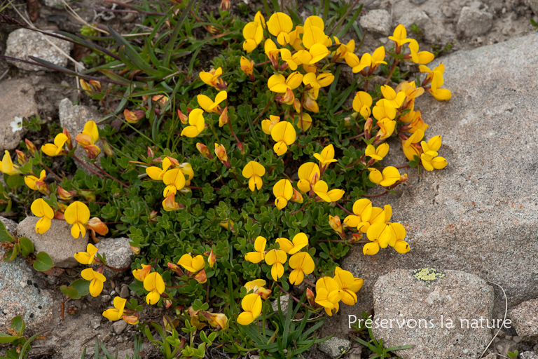 Fabaceae, Lotus alpinus (DC.) Schleich. ex Ramond 