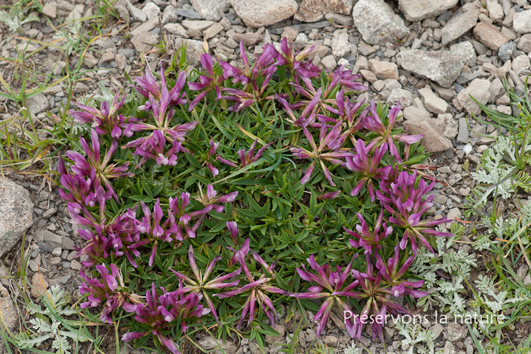 Fabaceae, Trifolium alpinum L. 