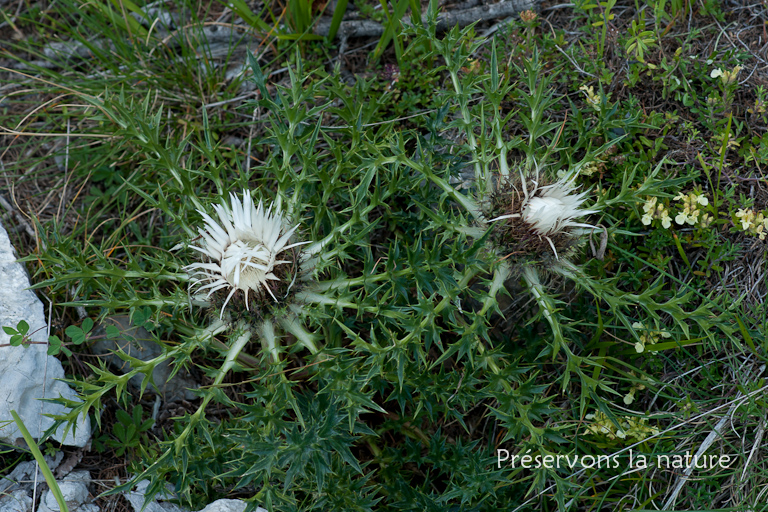 Asteraceae, Carlina acaulis L. 