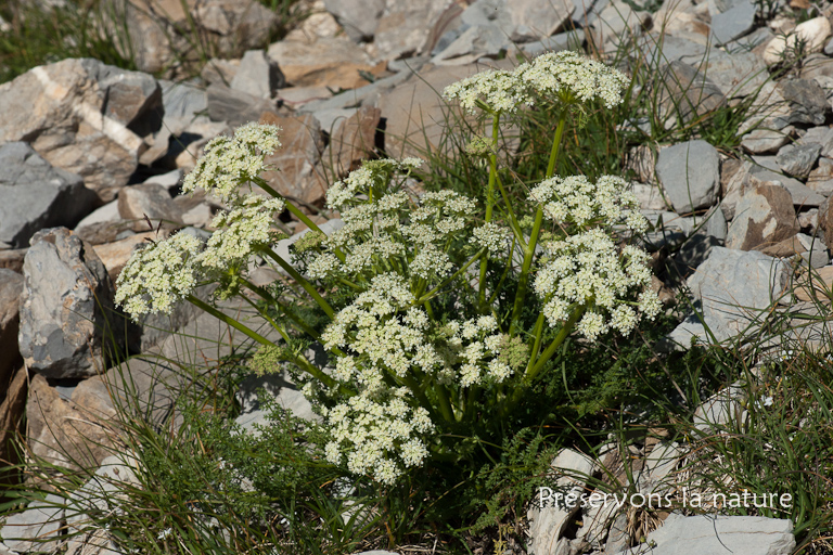 Apiaceae, Athamanta cretensis L. 